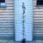 Vistéria čínska (Wisteria sinensis) ´LONGISSIMA ALBA´ - výška 180-210 cm, kont. C3L